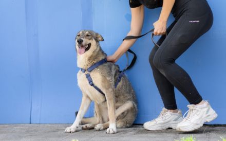 Ruhiges Zuhause für Franka gesucht