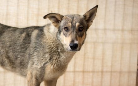 Ruhiges Zuhause für Franka gesucht