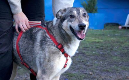 Ruhiges Zuhause für Franka gesucht