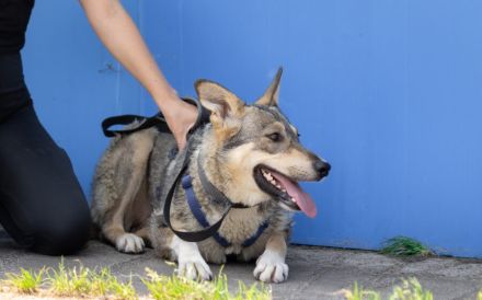 Ruhiges Zuhause für Franka gesucht