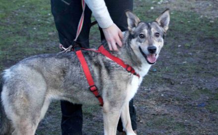 Ruhiges Zuhause für Franka gesucht