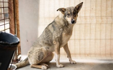 Ruhiges Zuhause für Franka gesucht