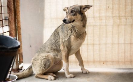 Ruhiges Zuhause für Franka gesucht