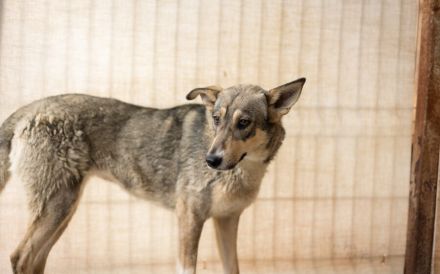 Ruhiges Zuhause für Franka gesucht