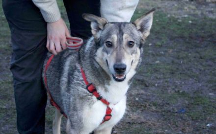 Ruhiges Zuhause für Franka gesucht