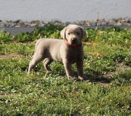 LABRADOR WELPEN Reinrassig mit Ahnentafel -