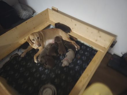 LABRADOR WELPEN Reinrassig mit Ahnentafel -
