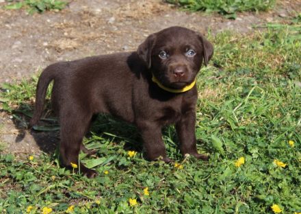 LABRADOR WELPEN Reinrassig mit Ahnentafel -