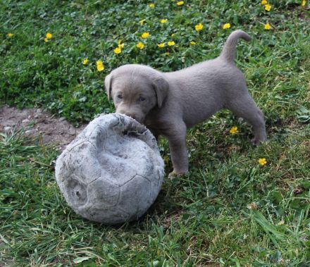 LABRADOR WELPEN Reinrassig mit Ahnentafel -