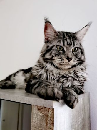 Deckkater Jon Snow - junger XXL Maine Coon-Gentleman auf Herzensmission
