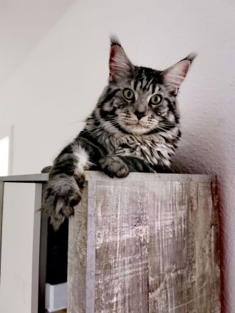 Deckkater Jon Snow - junger XXL Maine Coon-Gentleman auf Herzensmission