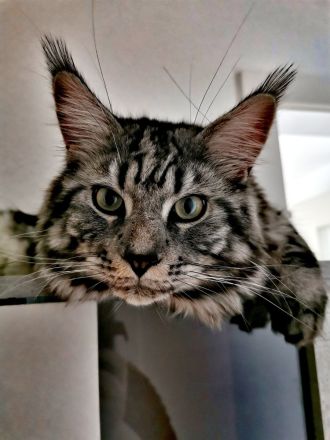 Deckkater Jon Snow - junger XXL Maine Coon-Gentleman auf Herzensmission