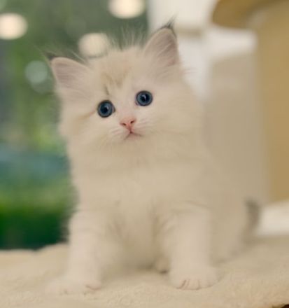 Neva Masquarade Kitten mit Stammbaum