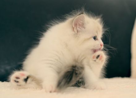 Neva Masquarade Kitten mit Stammbaum