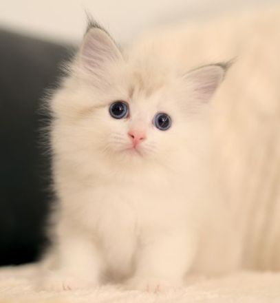 Neva Masquarade Kitten mit Stammbaum