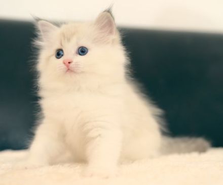 Neva Masquarade Kitten mit Stammbaum