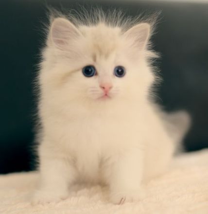 Neva Masquarade Kitten mit Stammbaum