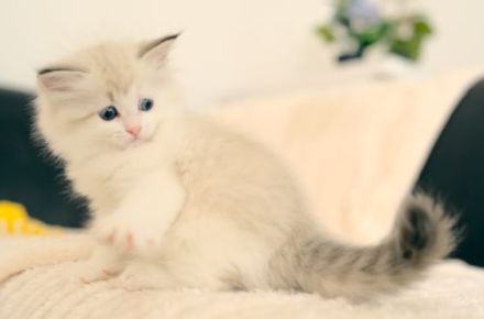 Neva Masquarade Kitten mit Stammbaum