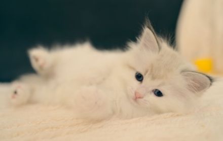 Neva Masquarade Kitten mit Stammbaum