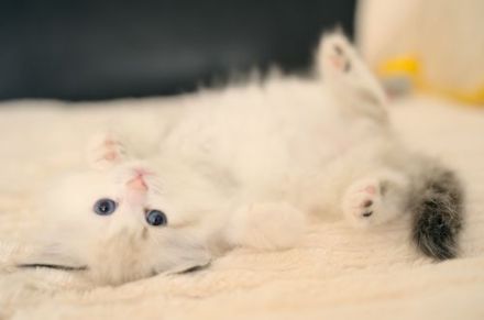 Neva Masquarade Kitten mit Stammbaum