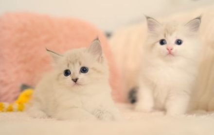 Neva Masquarade Kitten mit Stammbaum