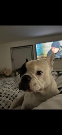 Hallo ich bin coco und bin französische bulldoggen