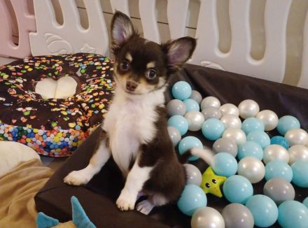 Traumhafte Chihuahua Welpen aus seriöser Zucht auch Husky