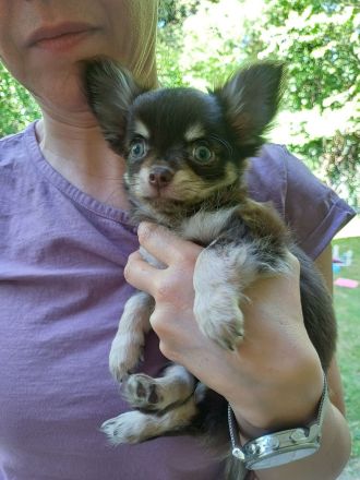 Traumhafte Chihuahua Welpen aus seriöser Zucht auch Husky