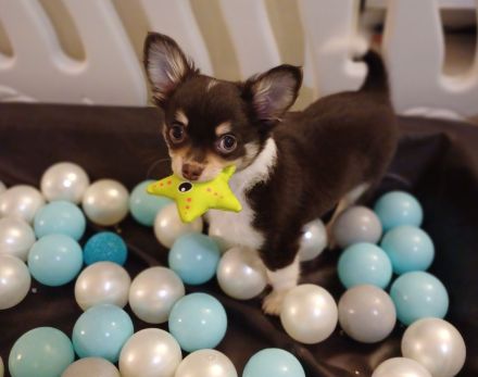 Traumhafte Chihuahua Welpen aus seriöser Zucht auch Husky