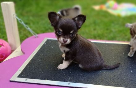 Traumhafte Chihuahua Welpen aus seriöser Zucht auch Husky