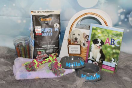 Traumhafte Chihuahua Welpen aus seriöser Zucht auch Husky