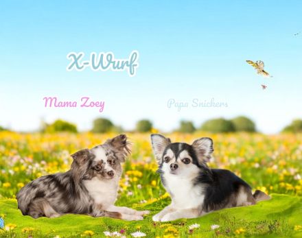 Traumhafte Chihuahua Welpen aus seriöser Zucht auch Husky