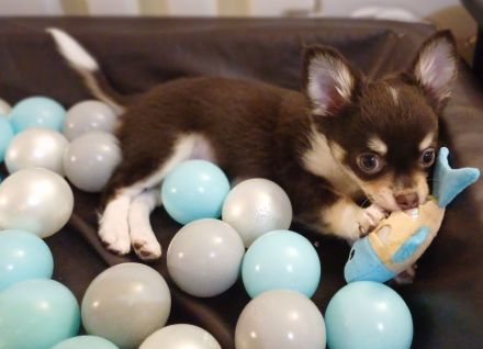 Traumhafte Chihuahua Welpen aus seriöser Zucht auch Husky