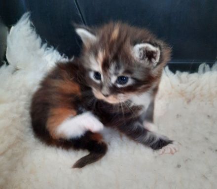 XXL Maine Coon Prinzessin in black tortie