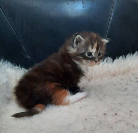 XXL Maine Coon Prinzessin in black tortie