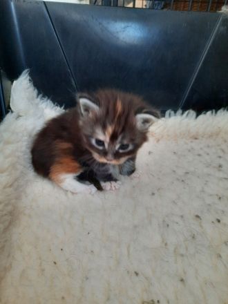 XXL Maine Coon Prinzessin in black tortie