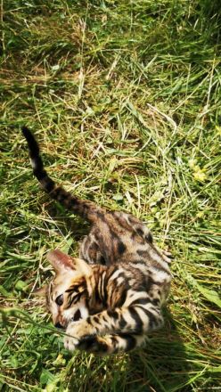 Lady Luna - exklusive reinrassige Bengalkatze sucht Zuhause!