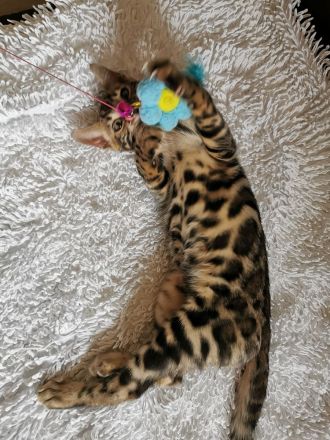 Lady Luna - exklusive reinrassige Bengalkatze sucht Zuhause!