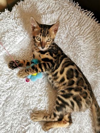 Lady Luna - exklusive reinrassige Bengalkatze sucht Zuhause!