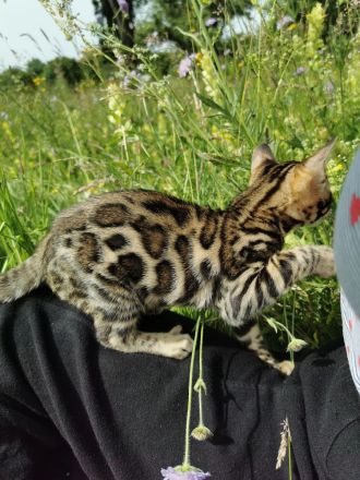 Lady Luna - exklusive reinrassige Bengalkatze sucht Zuhause!