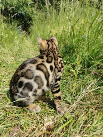 Lady Luna - exklusive reinrassige Bengalkatze sucht Zuhause!