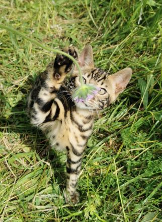 Lady Luna - exklusive reinrassige Bengalkatze sucht Zuhause!
