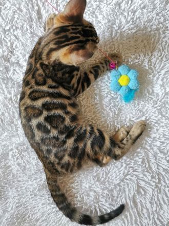 Lady Luna - exklusive reinrassige Bengalkatze sucht Zuhause!