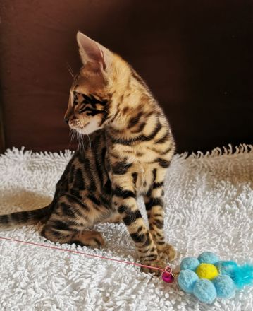 Lady Luna - exklusive reinrassige Bengalkatze sucht Zuhause!