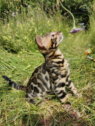 Lady Luna - exklusive reinrassige Bengalkatze sucht Zuhause!