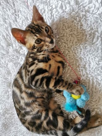 Lady Luna - exklusive reinrassige Bengalkatze sucht Zuhause!