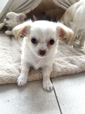 Unser kleiner Bailey sucht Traumfamilie