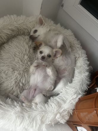 Unser kleiner Bailey sucht Traumfamilie