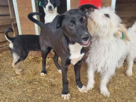 Albie, fröhlicher, aufgeschlossener Junghund sucht sein persönliches Körbchen, 8 Monate, 43 cm