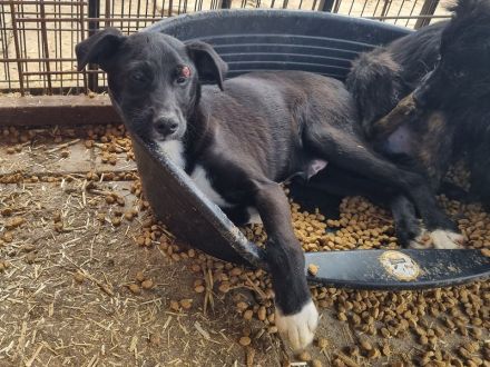 Albie, fröhlicher, aufgeschlossener Junghund sucht sein persönliches Körbchen, 8 Monate, 43 cm